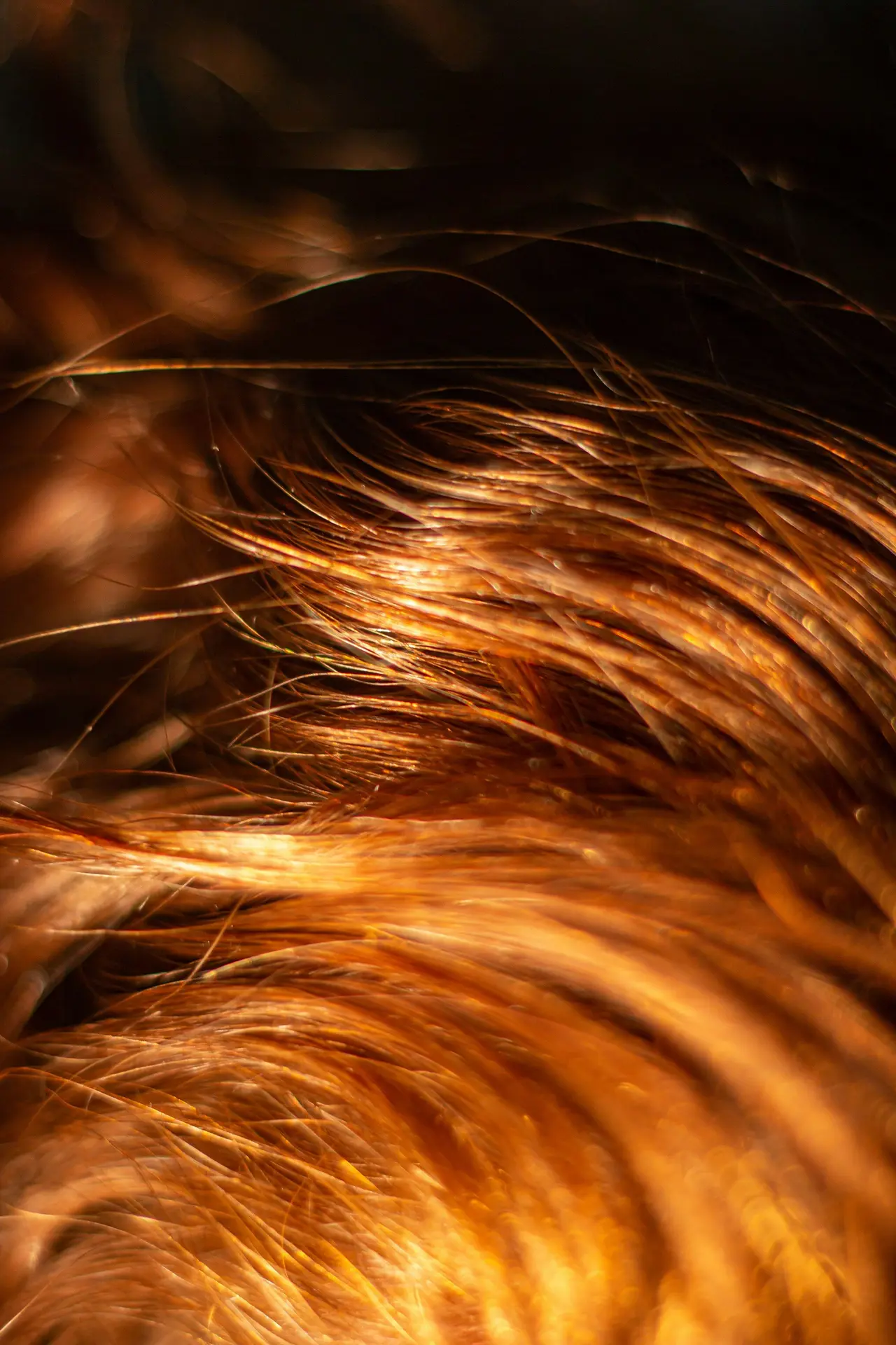 Une mèche de cheveux bruns sur fond noir.